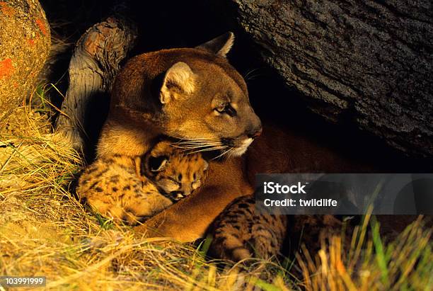 Female Mountain Lion And Kittens In Den Stock Photo - Download Image Now - Kitten, Mountain Lion, Animal