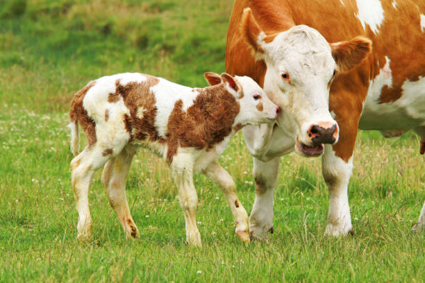 calf_cow newborn calf with his mother calf stock pictures, royalty-free photos & images