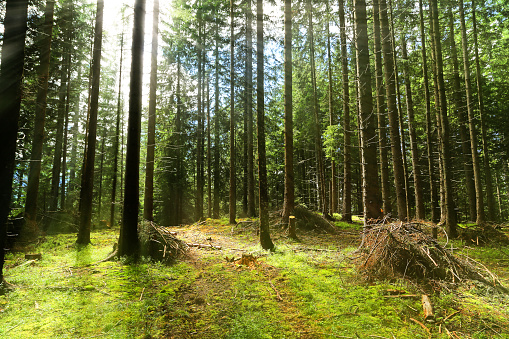 coniferous forest in switzerland
