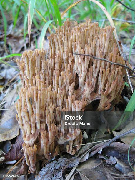 Coral Fungus Stock Photo - Download Image Now - Antler, Color Image, Edible Mushroom