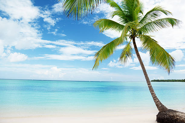 istock Caribbean sea and coconut palm 103992928