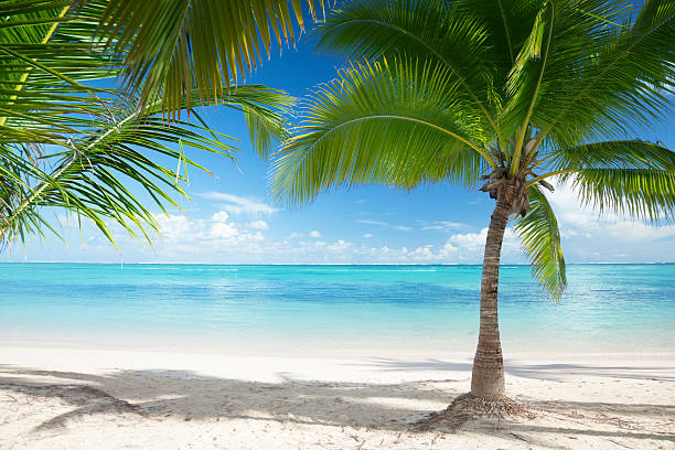 istock Caribbean sea and coconut palms 103992941