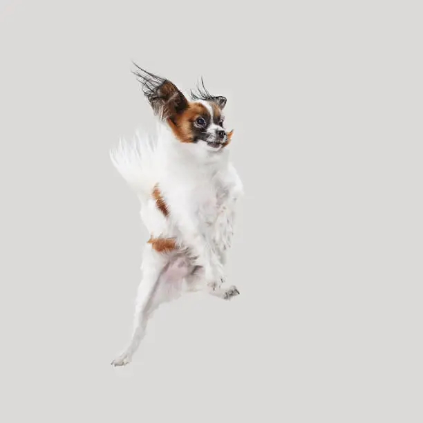 Studio portrait of a small yawning puppy Papillon on gray studio background. The animals emotions concept