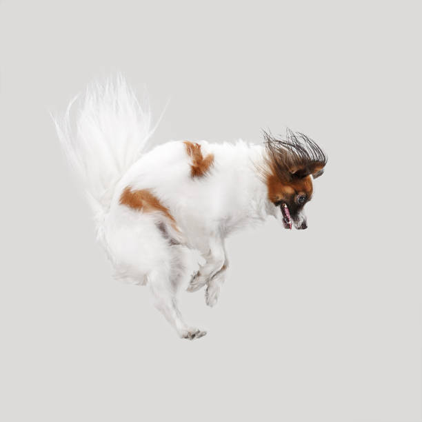 istock Studio portrait of a small yawning puppy Papillon 1039930728