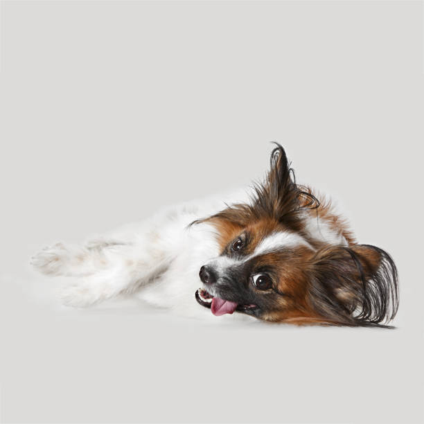 istock Studio portrait of a small yawning puppy Papillon 1039930994