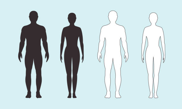 männliche und weibliche silhouette auf blauem hintergrund, vektor. - menschliche statur stock-grafiken, -clipart, -cartoons und -symbole