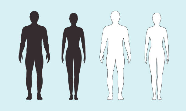 männliche und weibliche silhouette auf blauem hintergrund, vektor. - body stock-grafiken, -clipart, -cartoons und -symbole