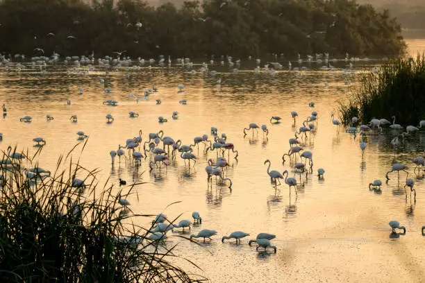 flocks of birds feeding in a lagoon with a beautiful sunset light