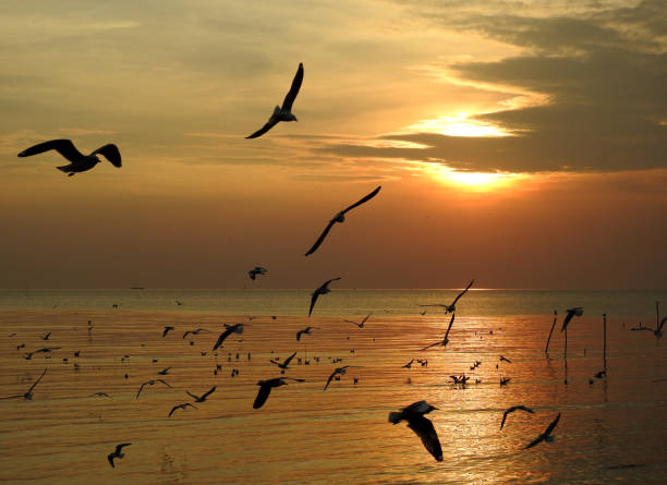 Silhouette seagull bird  flying at sunset in Thailand