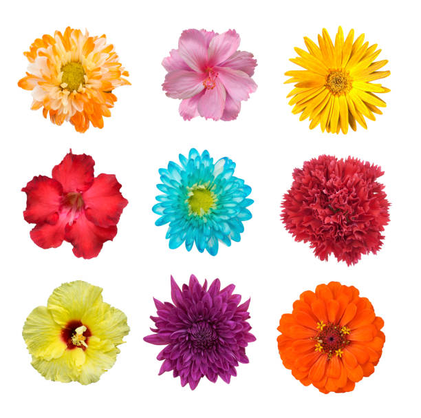istock Big Selection of Various Flowers Isolated on White Background 1039939198