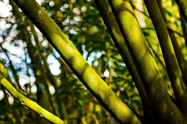 Sunlight Falling On Tree Branches stock photo