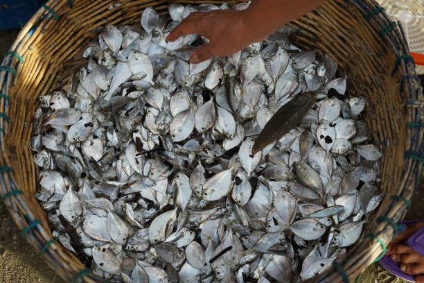 istock Fresh fish catch in a wicker basket ready for sale 1039944368