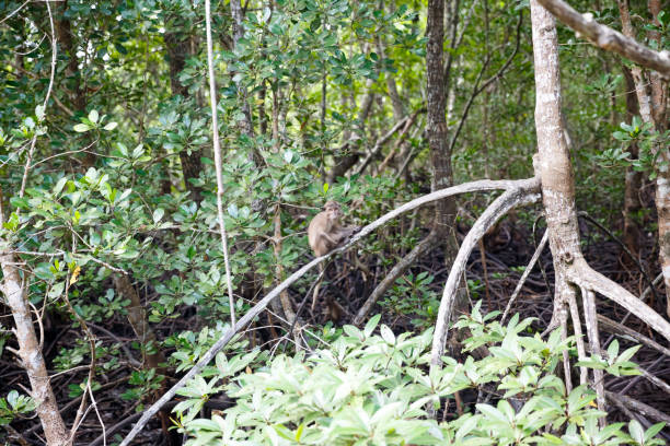 istock Koh Yao Noi, thailand 1039952678