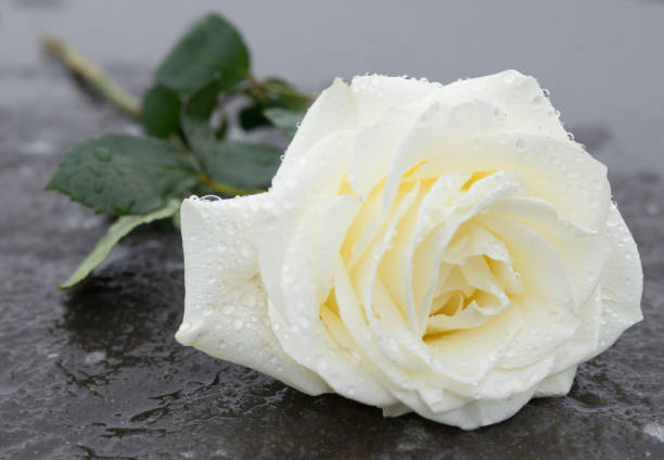 riverenza / in memoria - una rosa giace su un terreno ghiacciato sul ghiaccio - end product foto e immagini stock