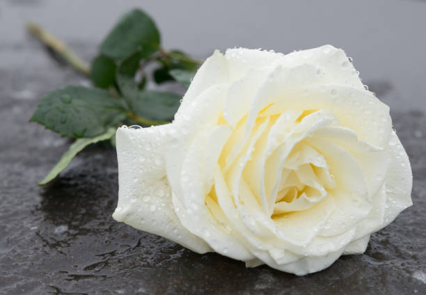reverence / in memory -a rose lies on a frozen ground on ice