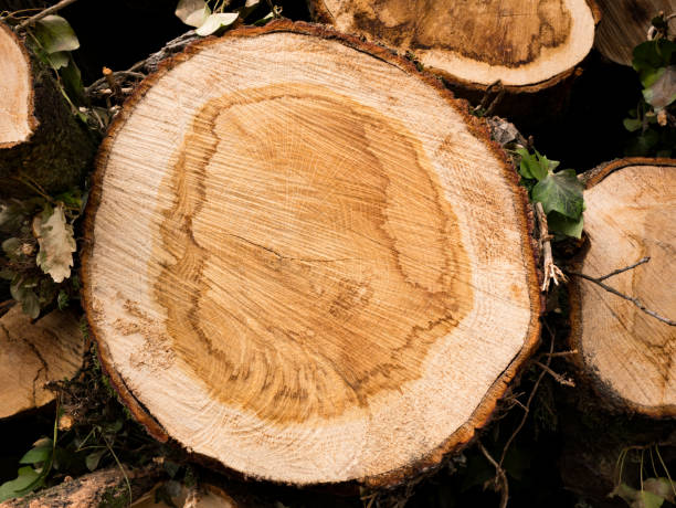 istock Cross section of a tree. Top view of tree rings 1039955366