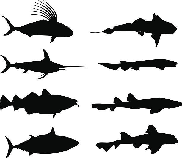 ilustraciones, imágenes clip art, dibujos animados e iconos de stock de amplio peces en silueta - 3504