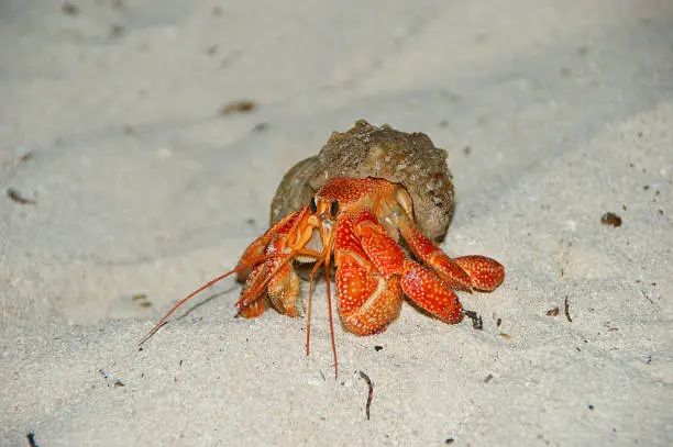 Photo of Strawberry Land Hermit Crab (Coenobita perlatus) on sand. Close up of cute hermit crab carry beautiful shell crawling on the white sand beach in warm sunlight of early morning.