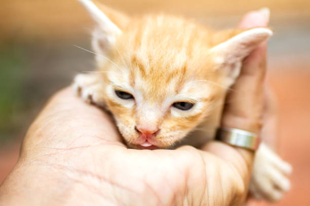 istock Kitten Thai cute in hand  with background 1039975674