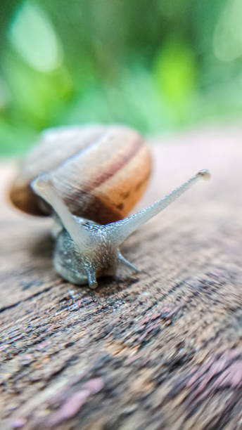istock Snail with speed on the road background 1039976742
