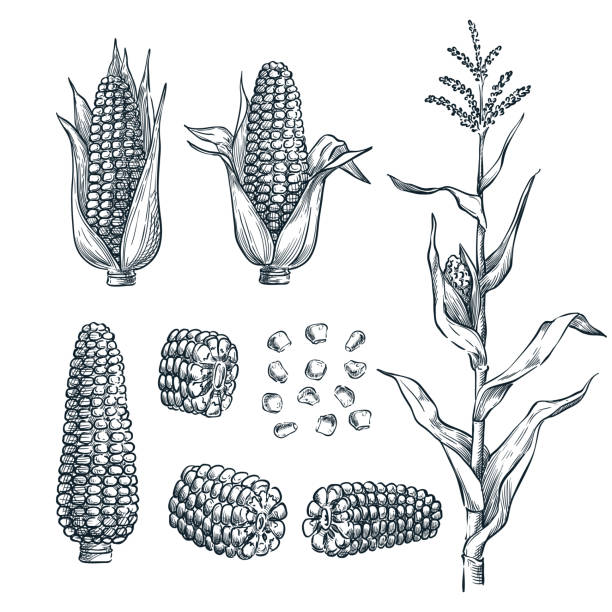 ilustraciones, imágenes clip art, dibujos animados e iconos de stock de mazorcas de maíz, grano, vector de ilustración de esbozo. agricultura de cereales, dibujado a mano aislados elementos de diseño - maíz zea
