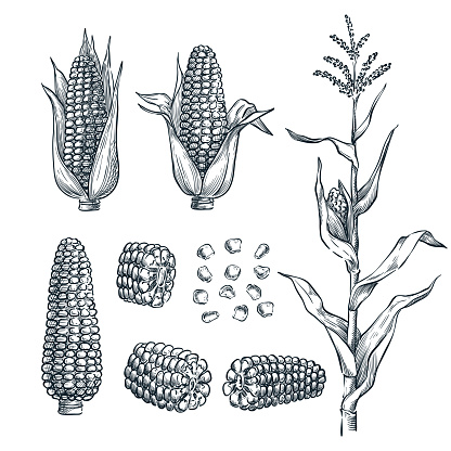 Corn cobs, grain, vector sketch illustration. Cereal agriculture, hand drawn isolated design elements.