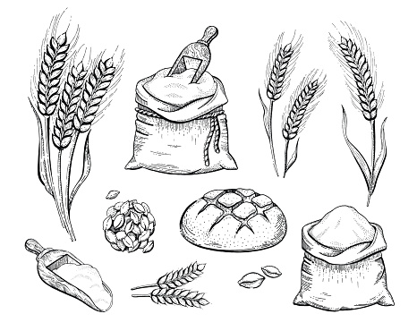 Vector illustration of hand draw bakery set: flour bag, bread, wheat ear, sketched concept. Black ink line art drawing isolated on white background. Organic food graphic. Engraving retro vintage icons