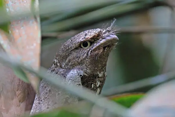 Profile of grey Frogmouth in among the branches
