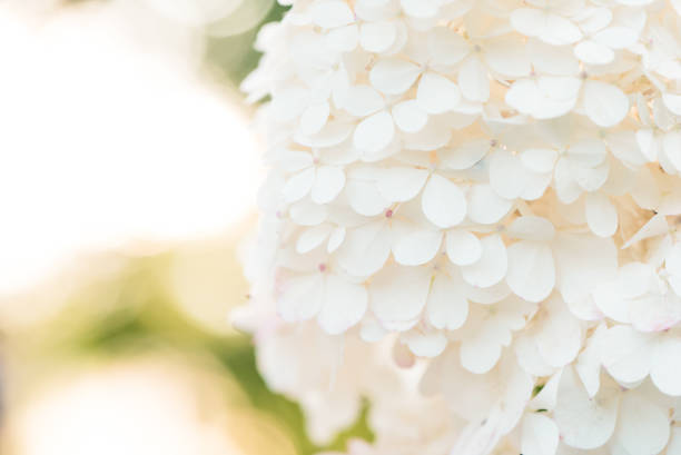 Delicate white Hydrangea flowers on blur nature green background. Beautiful  garden flowers. Shallow depth of field.