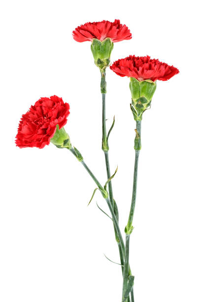 istock Three red carnation flowers isolated on white background 1039981472