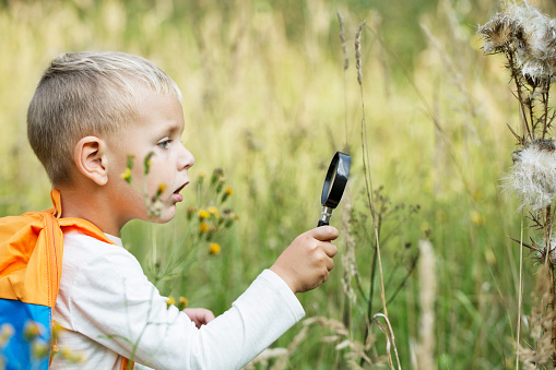 A small boy explores with a magnifying glass plants and insects, flora and fauna on a meadow on a sunny day
