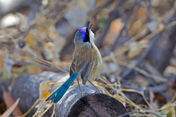Small bird perched on a log with head up singing