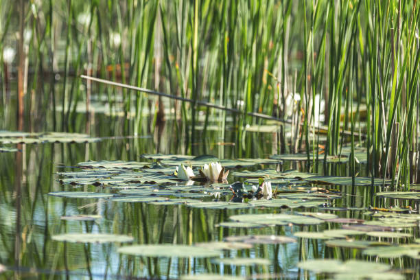 istock White water lily in a pond. Nymphaea alba. Beautiful white water lily 1039990216