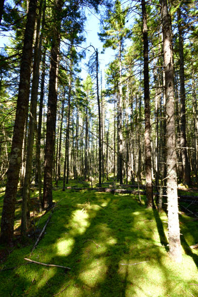 istock Mossy Forest Floor Irving Nature Park Saint John New Brunswick Canada 1039999982