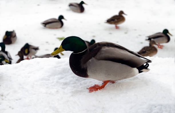 istock flock of ducks walking through the snow 1040000164