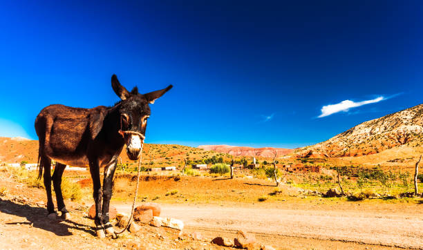 Donkey in the Atlas mountain in Morocco View on Donkey in the Atlas mountain in Morocco donkey animal themes desert landscape stock pictures, royalty-free photos & images