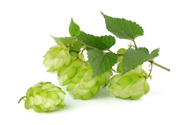 istock Branc hop with leaves closeup. 1040006564