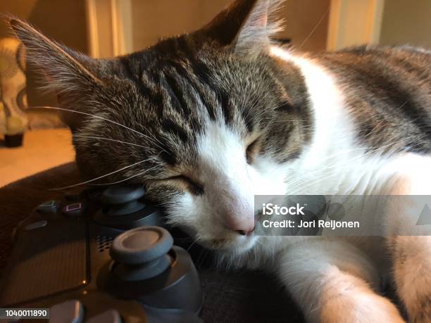 Cat Sleeping On Video Game Controller Stock Photo - Download Image Now -  Animal, Close-up, Domestic Animals - iStock