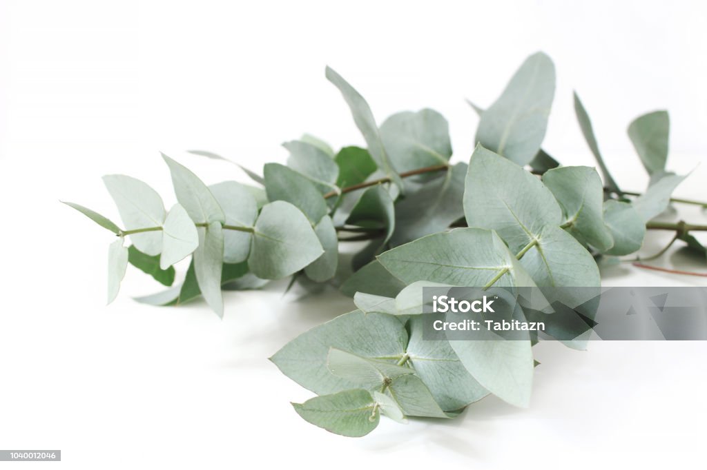 Closeup of green eucalyptus leaves branches on white table background. Floral composition, feminine styled stock image. Selective focus. Closeup of green eucalyptus leaves branches on white table background. Floral composition, feminine styled stock image, selective focus. Eucalyptus Tree Stock Photo