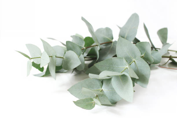 Closeup of green eucalyptus leaves branches on white table background. Floral composition, feminine styled stock image. Selective focus. stock photo