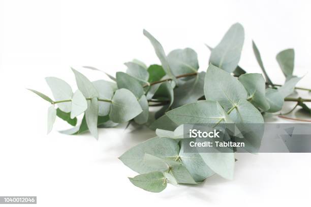 Closeup Of Green Eucalyptus Leaves Branches On White Table Background Floral Composition Feminine Styled Stock Image Selective Focus Stock Photo - Download Image Now