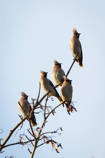 istock Waxwings on a twig in Perth Scotland 1040014514