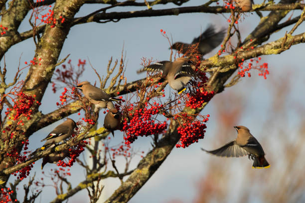 istock Waxwing on a rowan tree with red berries in Perth, Scotland 1040014686