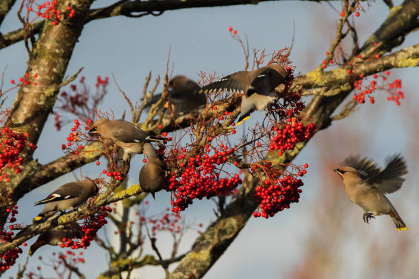 istock Waxwing on a rowan tree with red berries in Perth, Scotland 1040014894