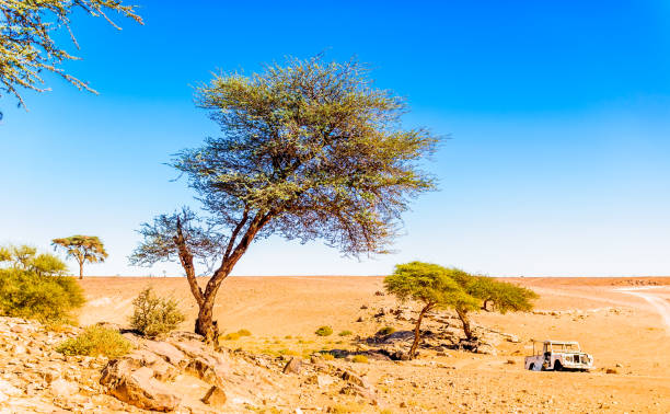 istock Abonded car in the Sahara desert next to M'hamid - Morocco 1040014970