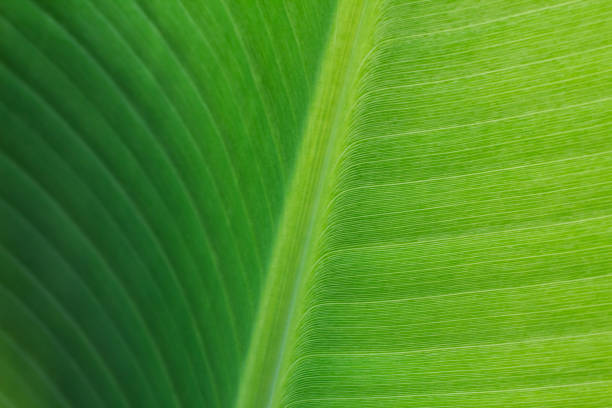 istock close-up pattern of green Banana leaf surface background 1040017392