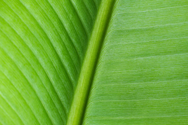 istock close-up pattern of green Banana leaf surface background 1040017398