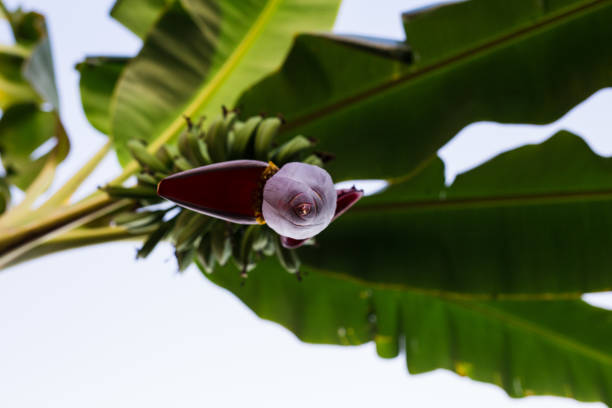 low angle view of a Banana flower