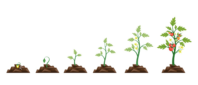 Agriculture.Growth of plant,from seeds sprout to vegetable.Planting tree.Gardening.Timeline.Vector illustration in flat style.Tomato stage growth.Life cycle of tomato leaf,flower and fruit.Infographic