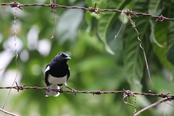 istock Oriental magpie robin holding on barbed Wire in the garden background 1040037496